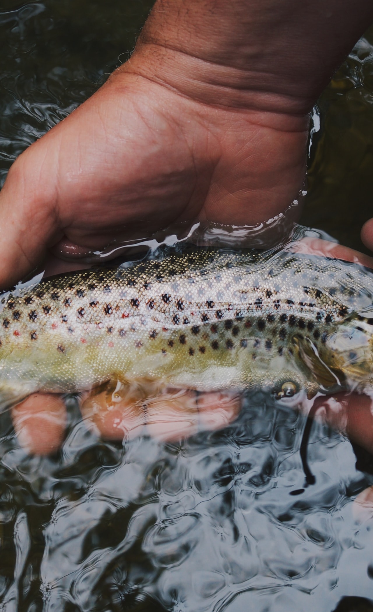 Example-Image-Angling-Fish