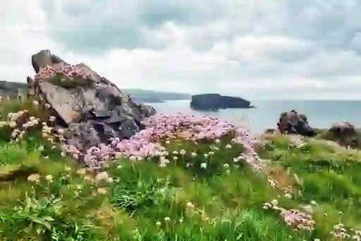 Sea thrift flowers blooming around coastal rocks above the Atlantic near Kilkee Cliffs, County Clare.