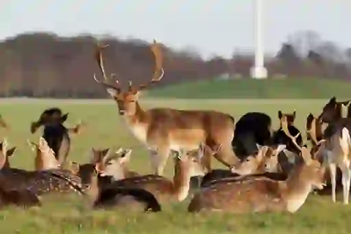 Male fallow deer with large antlers stands among a resting herd on open grassland at Phoenix Park, Dublin.