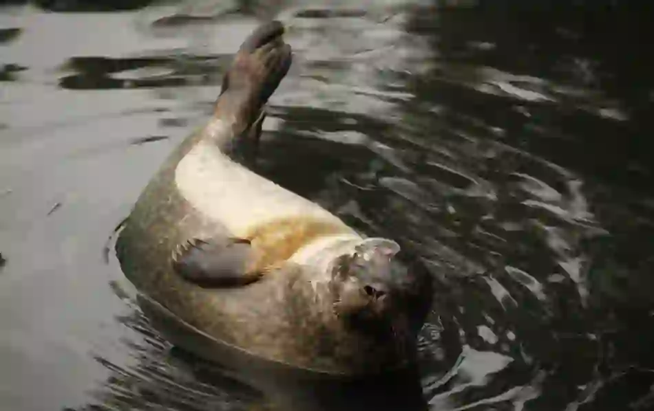 Harbour seal floats on its back with eyes closed and flipper raised in calm waters on the Wexford coast.