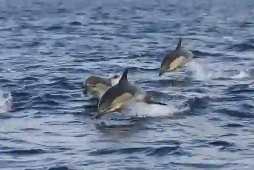 Three common dolphins leap in unison above Atlantic waves during a wildlife boat tour off the coast of Wexford.
