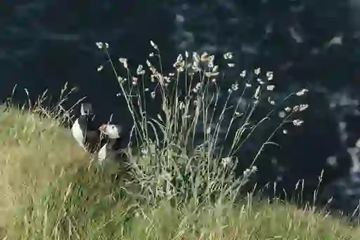 Two Atlantic puffins perch among coastal grasses and wildflowers on a sea cliff on Rathlin Island, Antrim.
