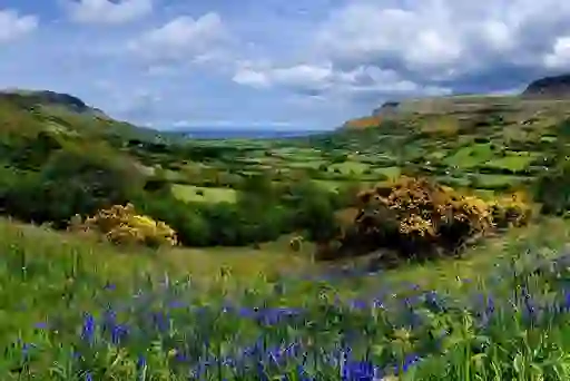 Wildflowers and gorse frame the lush Glenariff Valley, with green fields stretching toward the distant sea.