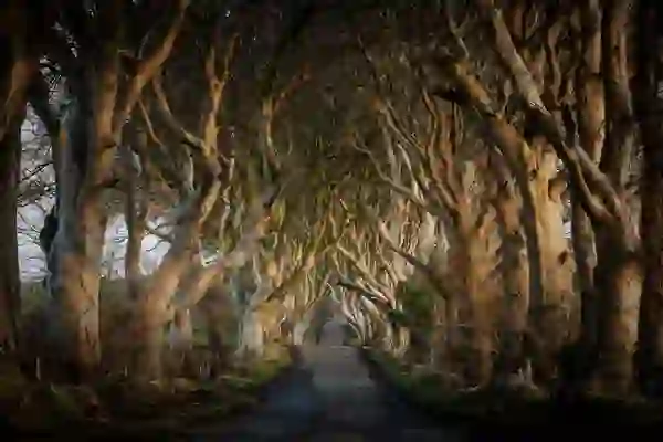 Game of Thrones ®, The Dark Hedges, The Kingsroad, County Antrim