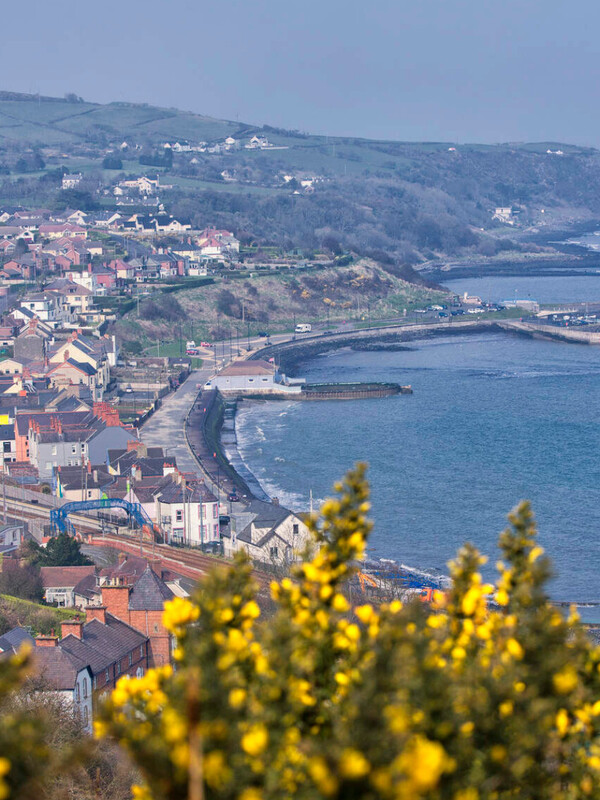 Hillside view of a coastal town with gorse in the foreground, curving seafront road, and cliffs in Northern Ireland.