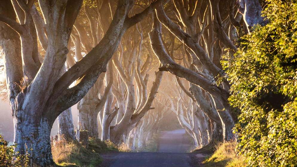 The Dark Hedges, County Antrim