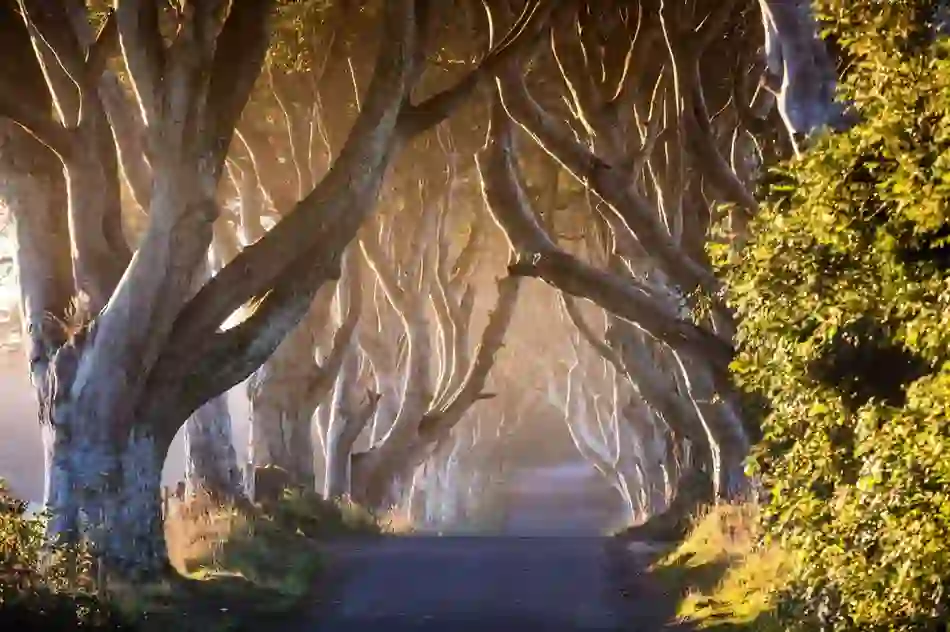 The Dark Hedges, County Antrim