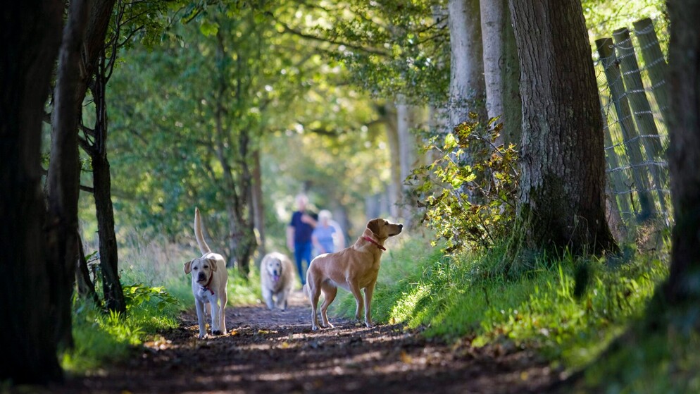 Three golden labradors and walkers on a forest trail in Ireland, supporting pet import guidelines for visiting the island.