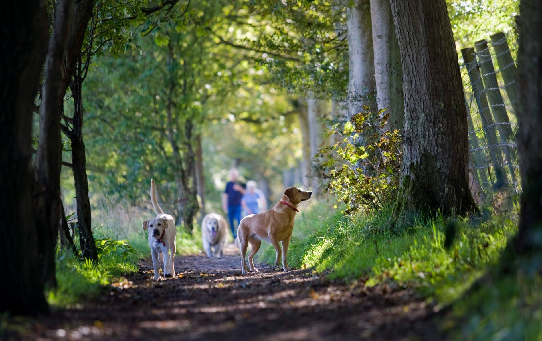 carnfunnock-country-park-county-antrim-dogs-re