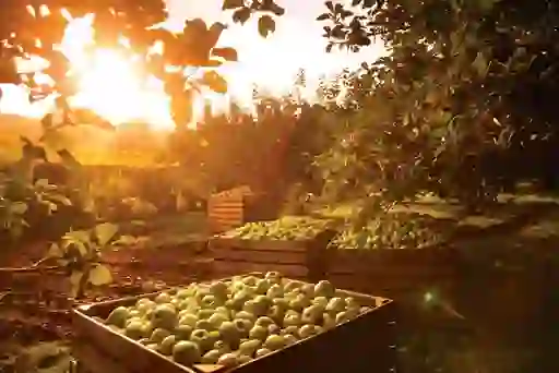 Wooden crates filled with apples in an orchard at sunset in County Armagh, Northern Ireland.