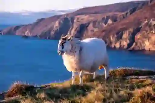Sheep standing on cliff edge above Atlantic Ocean at the Slieve League sea cliffs. 