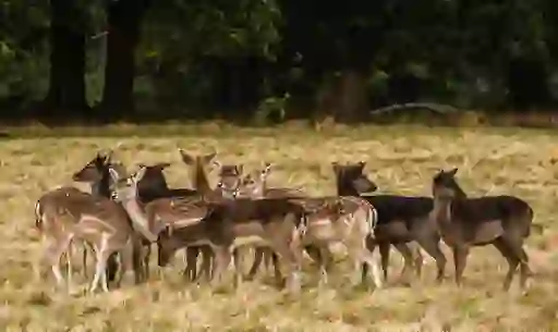 Phoenix Park, County Dublin 