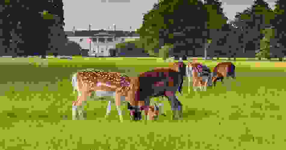 Phoenix Park, Dublin