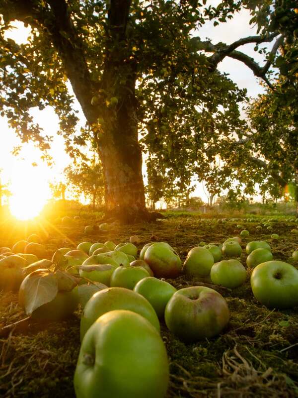 Green apples scattered on the ground in an orchard at sunset in County Armagh.