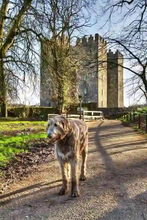 gallery-castles-bunratty-castle-clare-wolfhound-shutterstock