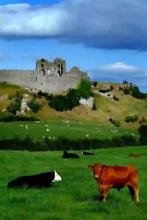 gallery-castles-castle-roche-louth-cows