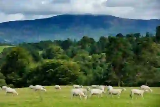 Sheep grazing in a green meadow at the foot of the Blackstairs Mountains in County Carlow.