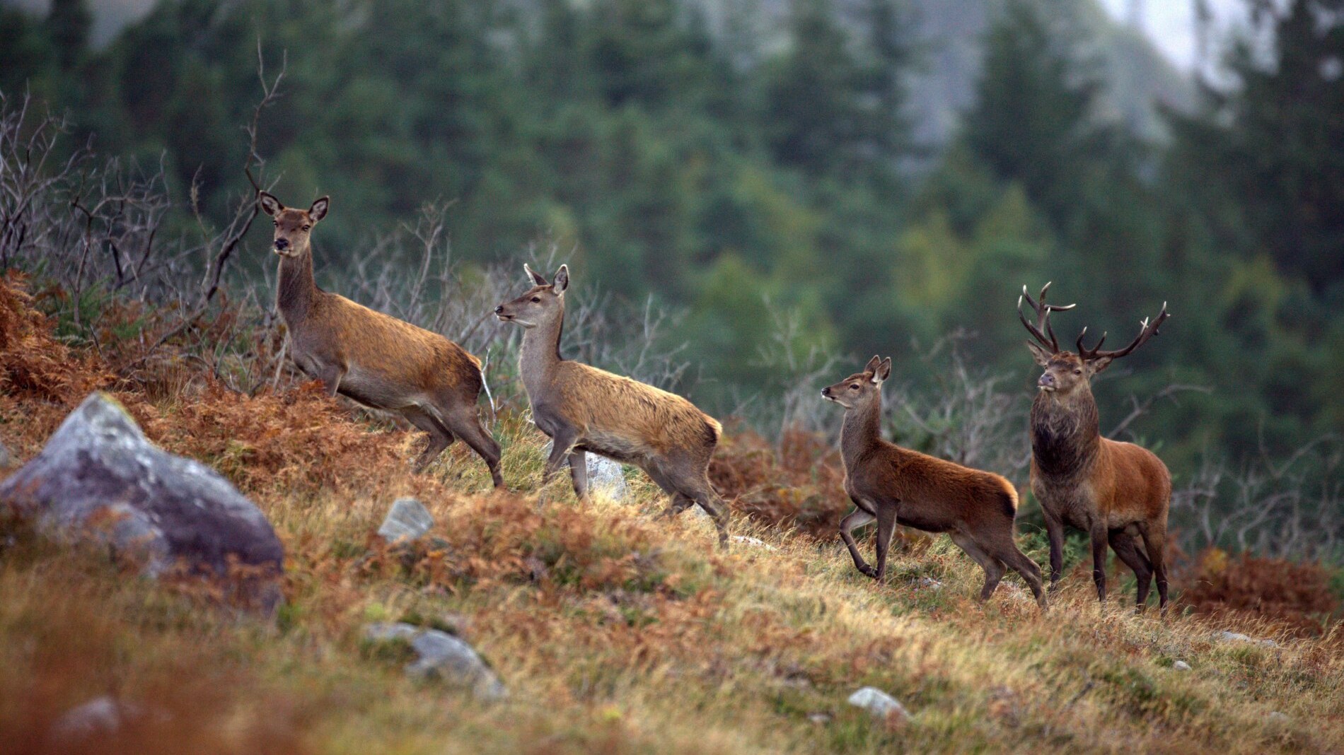 Killarney National Park, County Kerry