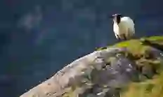 lone-sheep-ring-of-kerry