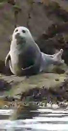 Grey Seals Castlecove Co Kerrymaster