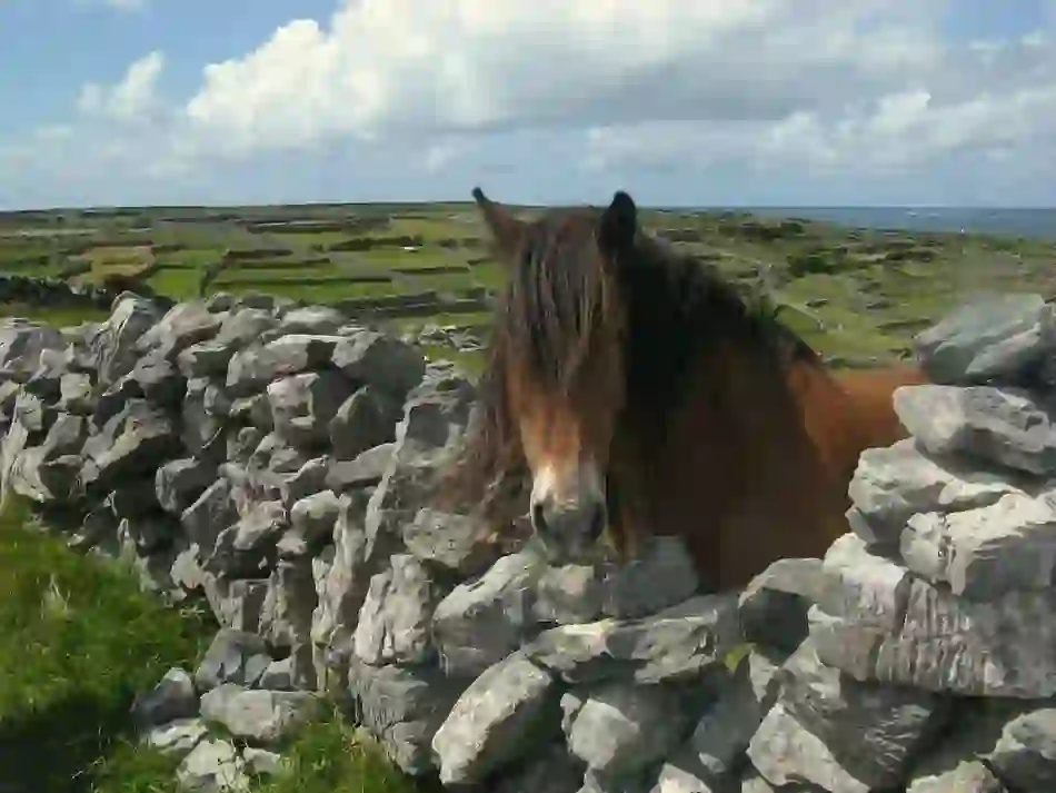 noises-of-nature-horse-stone-wall-ring-of-kerry