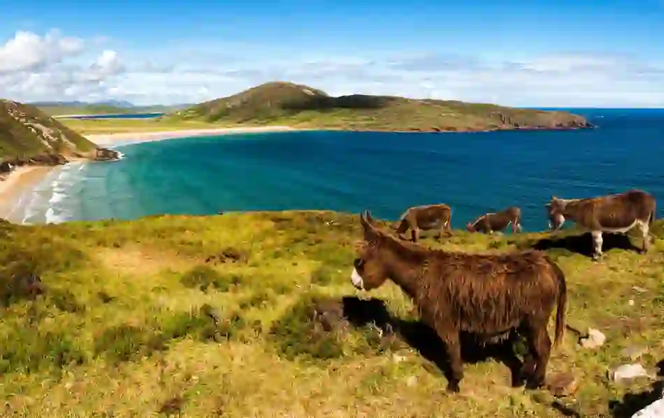 Group of donkeys grazing on grassy cliffs overlooking a turquoise bay and sandy beach in County Donegal.