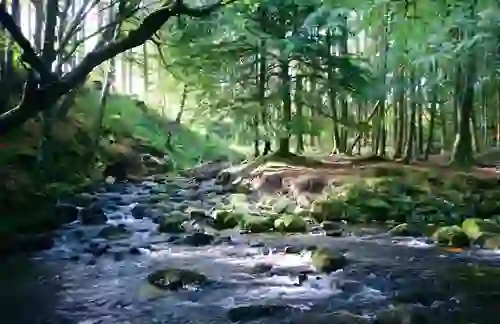 Tollymore Forest Park, County Down