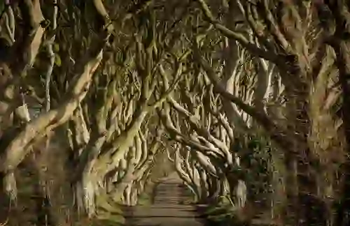 The Dark Hedges, County Antrim