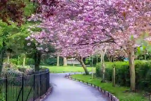 Pathway in St Stephen’s Green framed by cherry blossoms, iron railings and lush greenery.