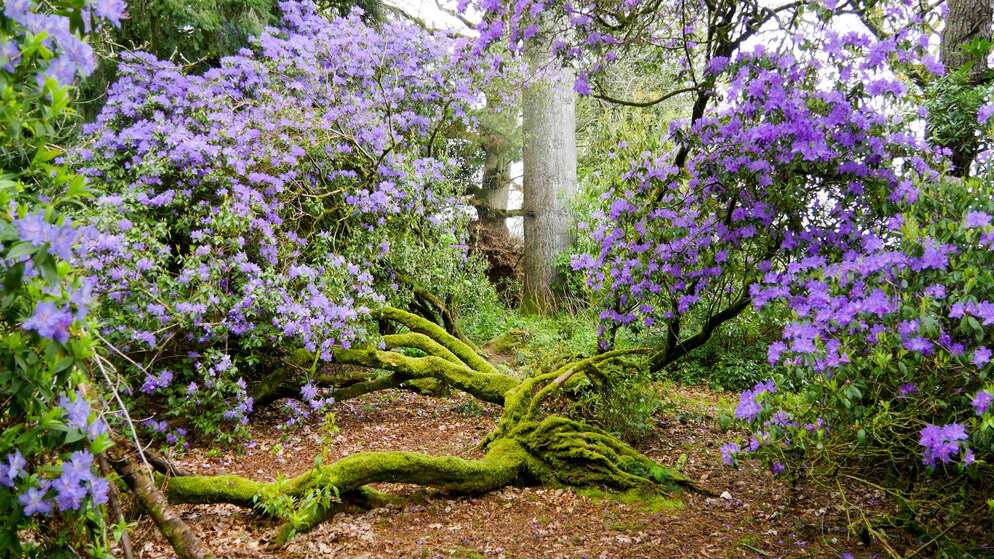 Kilruddery House, County Wicklow