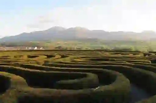 The Peace Maze, Castlewellan Forest Park, County Down
