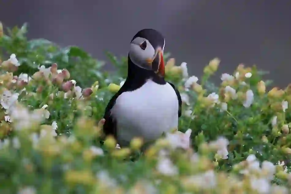 Close-up of an Atlantic puffin standing among wildflowers on a windswept coastal cliff during breeding season in Ireland.