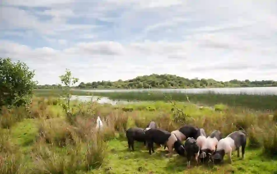 Group of Fermanagh Black pigs grazing on grass by a lake in County Fermanagh, Northern Ireland.