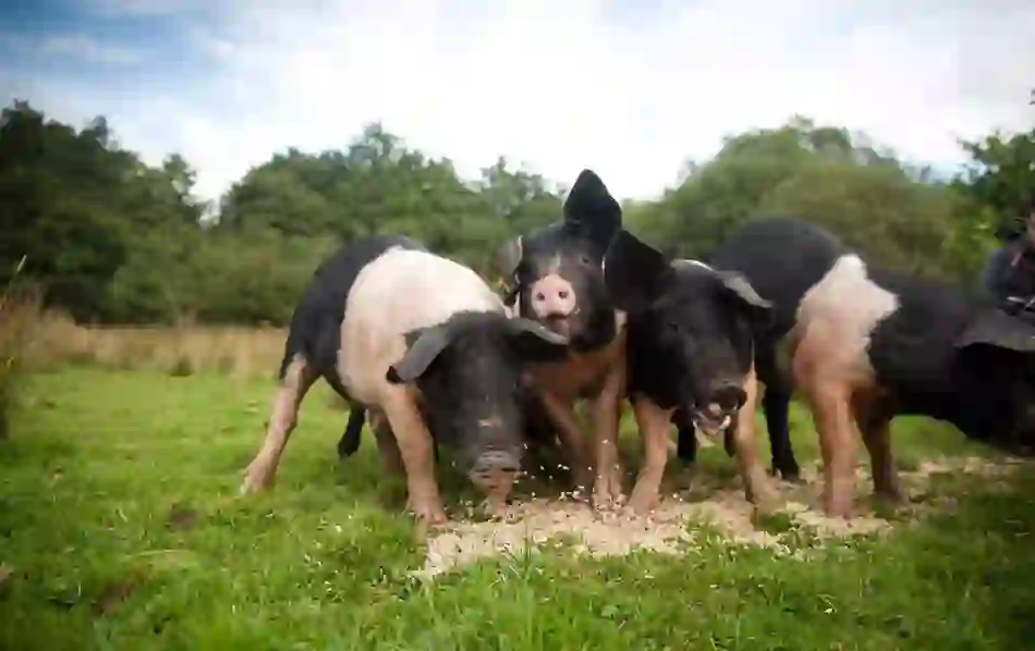 Close-up of Fermanagh Black pigs feeding on grass in rural County Fermanagh.