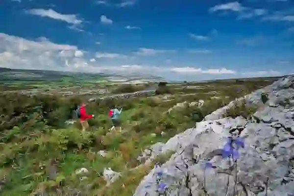 Hikers follow a trail through wildflowers and limestone in the Burren, County Clare.
