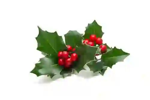 christmas-collection-holly-shutterstock_496482433