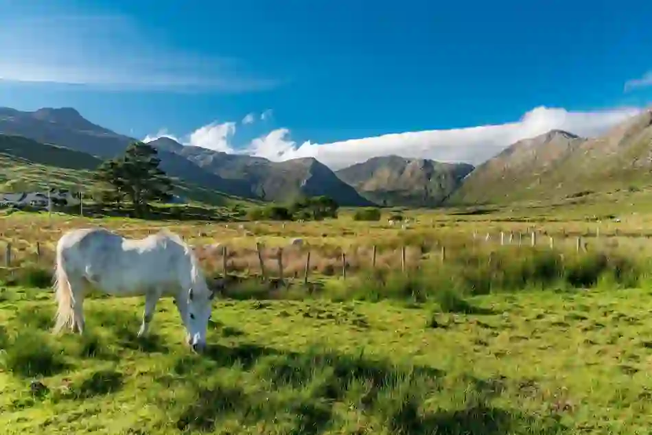 A white Connemara pony grazes in a green valley with rugged mountains in the background.