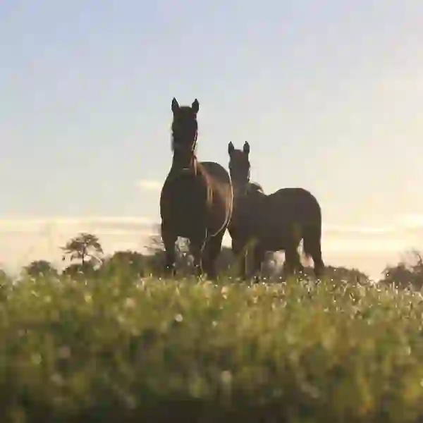 national-stud-atom-video-image