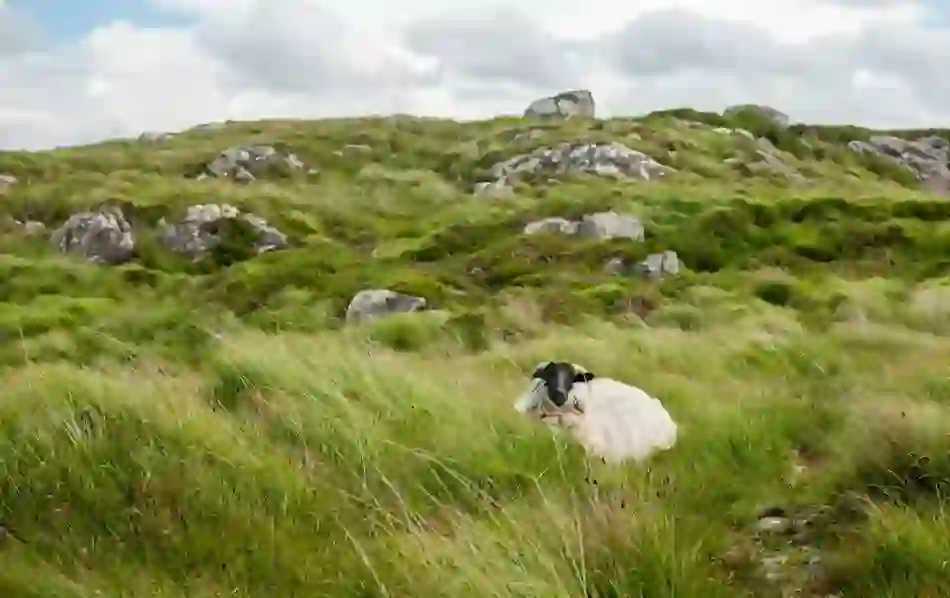 Derrigimlagh Bog, County Galway