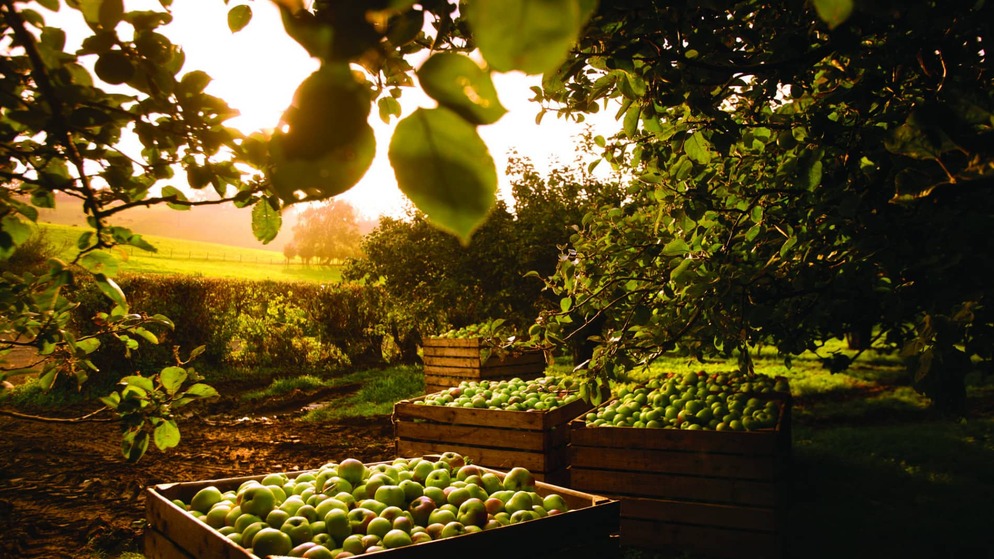 countyarmagh-appleorchard-herov1