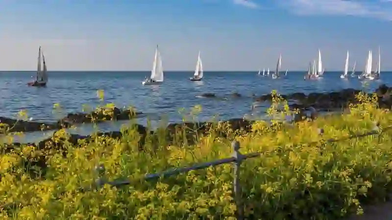 Sailboats on the sea off Bangor coast with yellow wildflowers and rocky shoreline in the foreground.