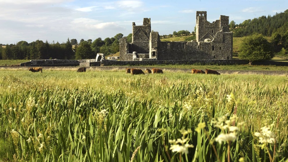 Fore Abbey surrounded by meadow grasses and grazing cattle in the countryside of County Westmeath.