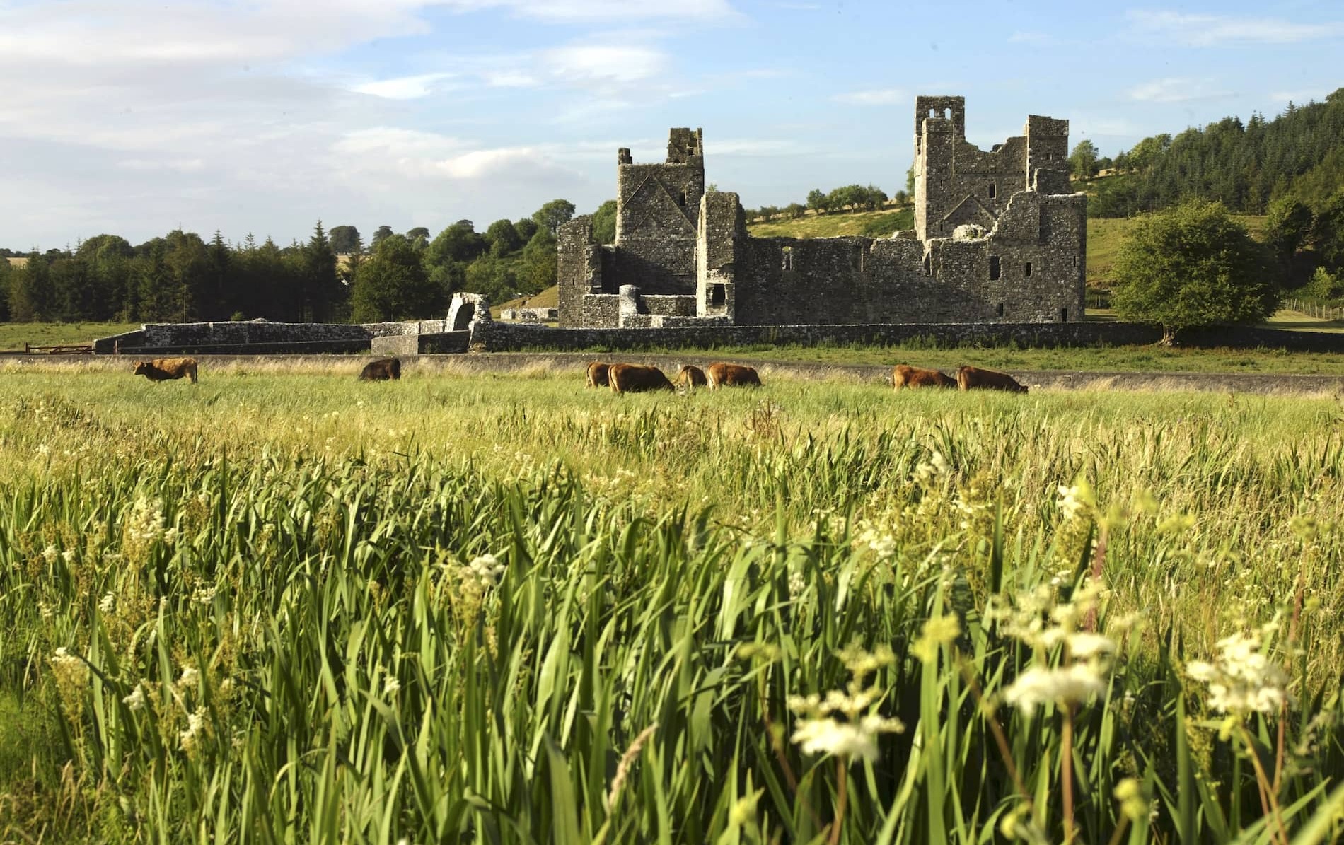 Fore Abbey surrounded by meadow grasses and grazing cattle in the countryside of County Westmeath.