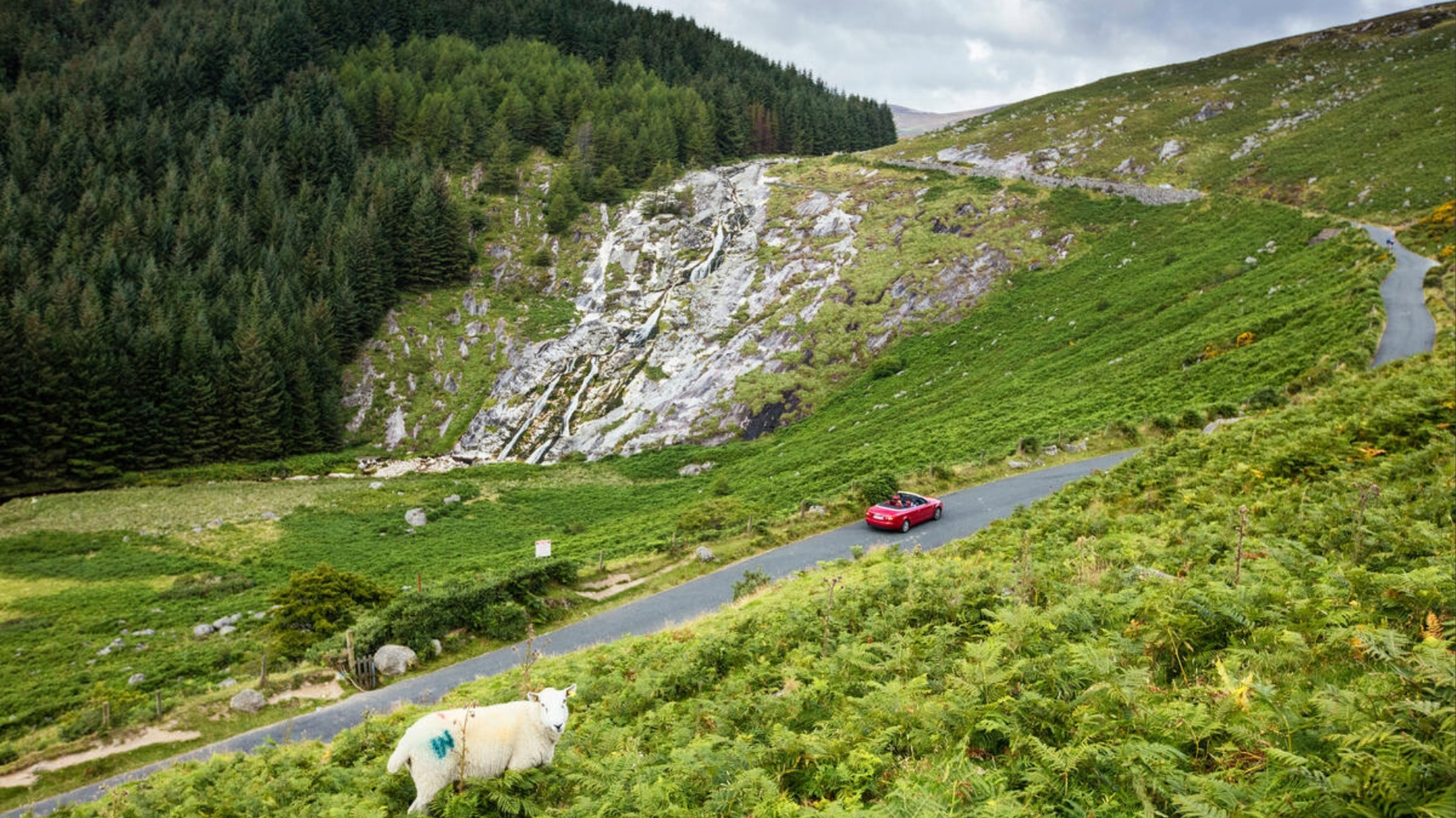 Glenmacnass Waterfall in County Wicklow above a winding road, with a sheep grazing on the hillside.