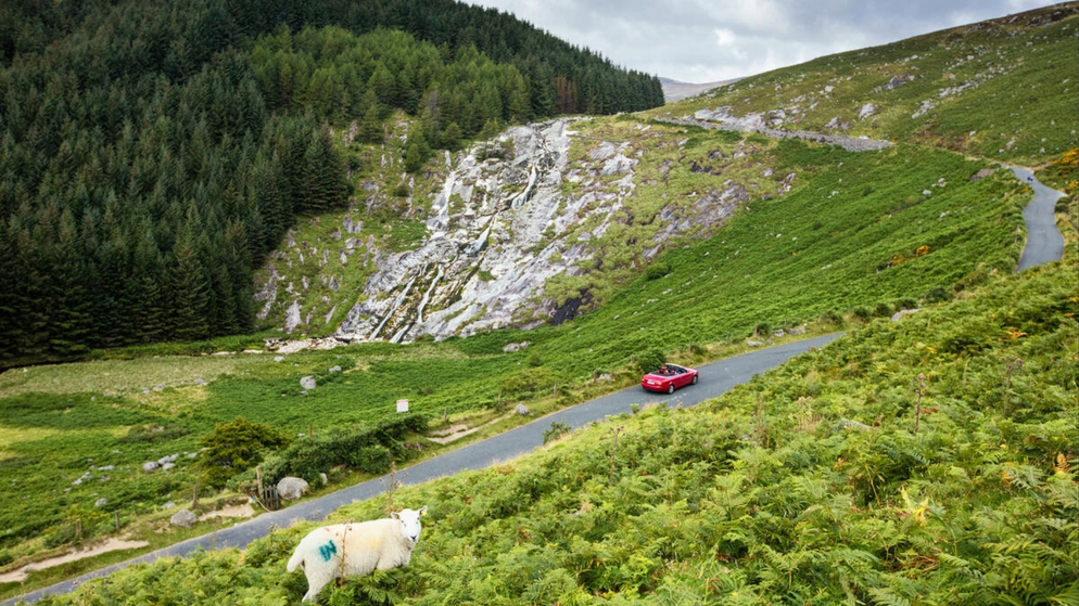 Glenmacnass Waterfall in County Wicklow above a winding road, with a sheep grazing on the hillside.