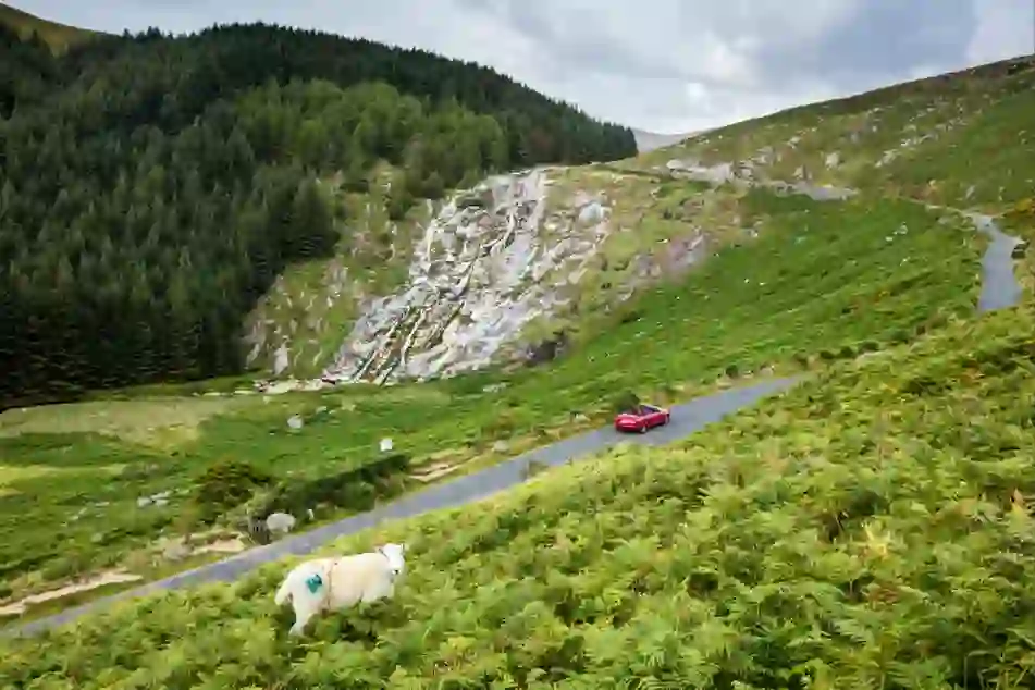 Glenmacnass Waterfall in County Wicklow above a winding road, with a sheep grazing on the hillside.