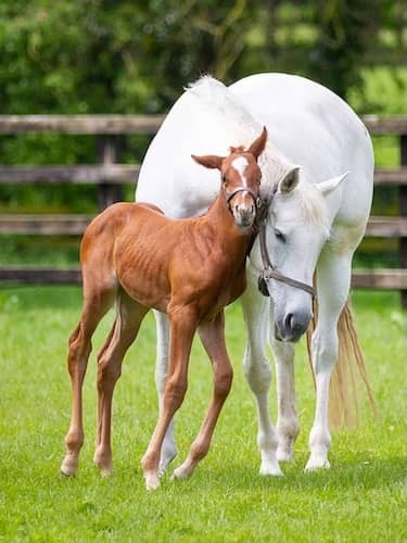 A white mare nuzzling her young foal in a sunlit paddock at the Irish National Stud, with wooden fencing and lush greenery in the background.