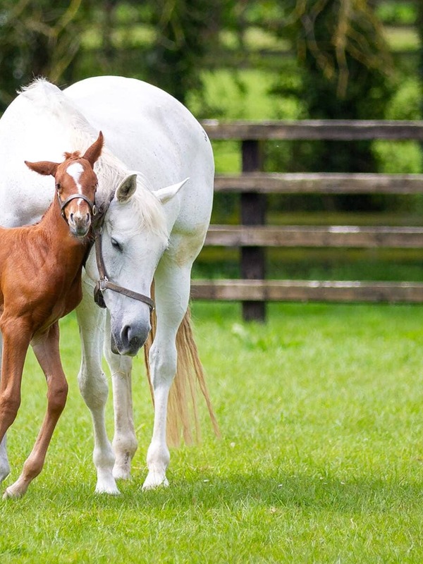 A white mare nuzzling her young foal in a sunlit paddock at the Irish National Stud, with wooden fencing and lush greenery in the background.