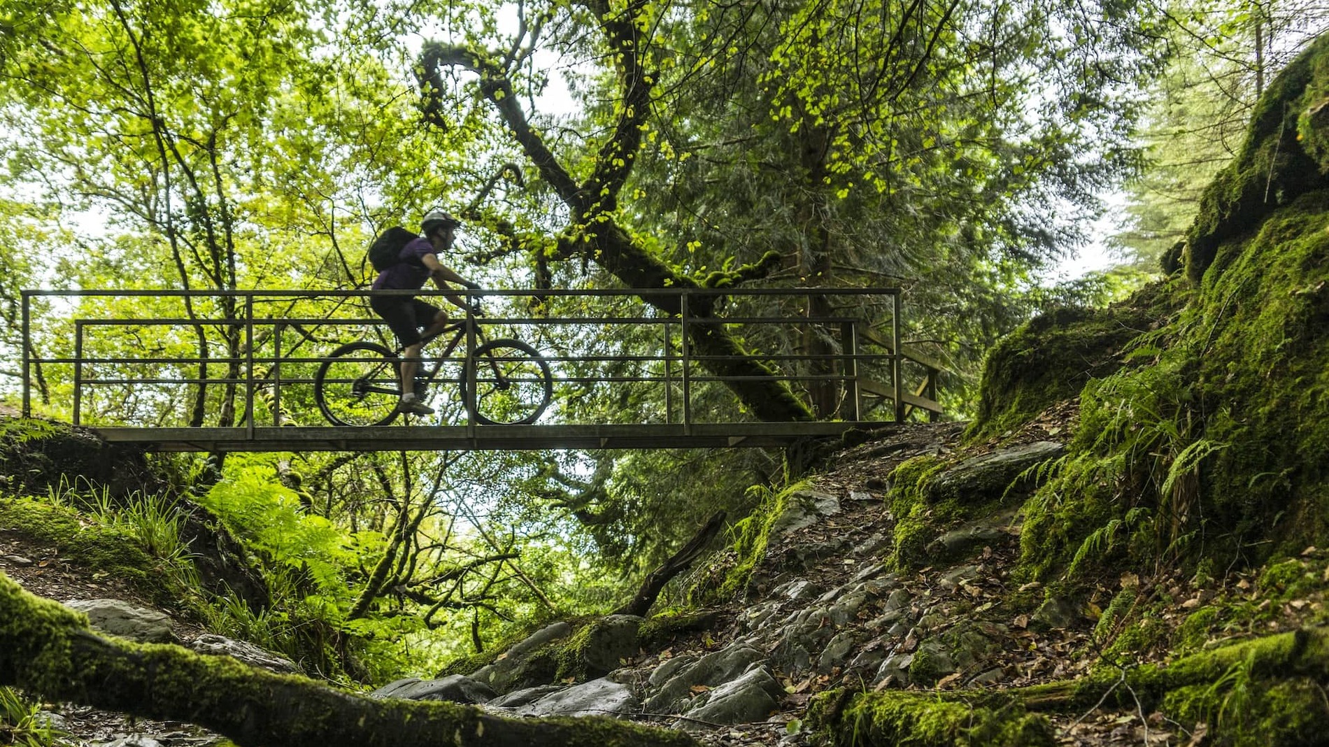 Cyclists crossing a wooden bridge on a forest trail in Ballyhoura Mountains, County Limerick.