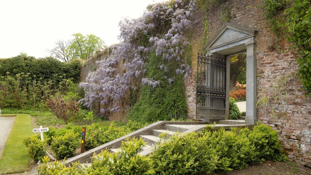 Walled garden entrance at Mount Congreve, with stone steps, iron gates and purple wisteria in bloom.